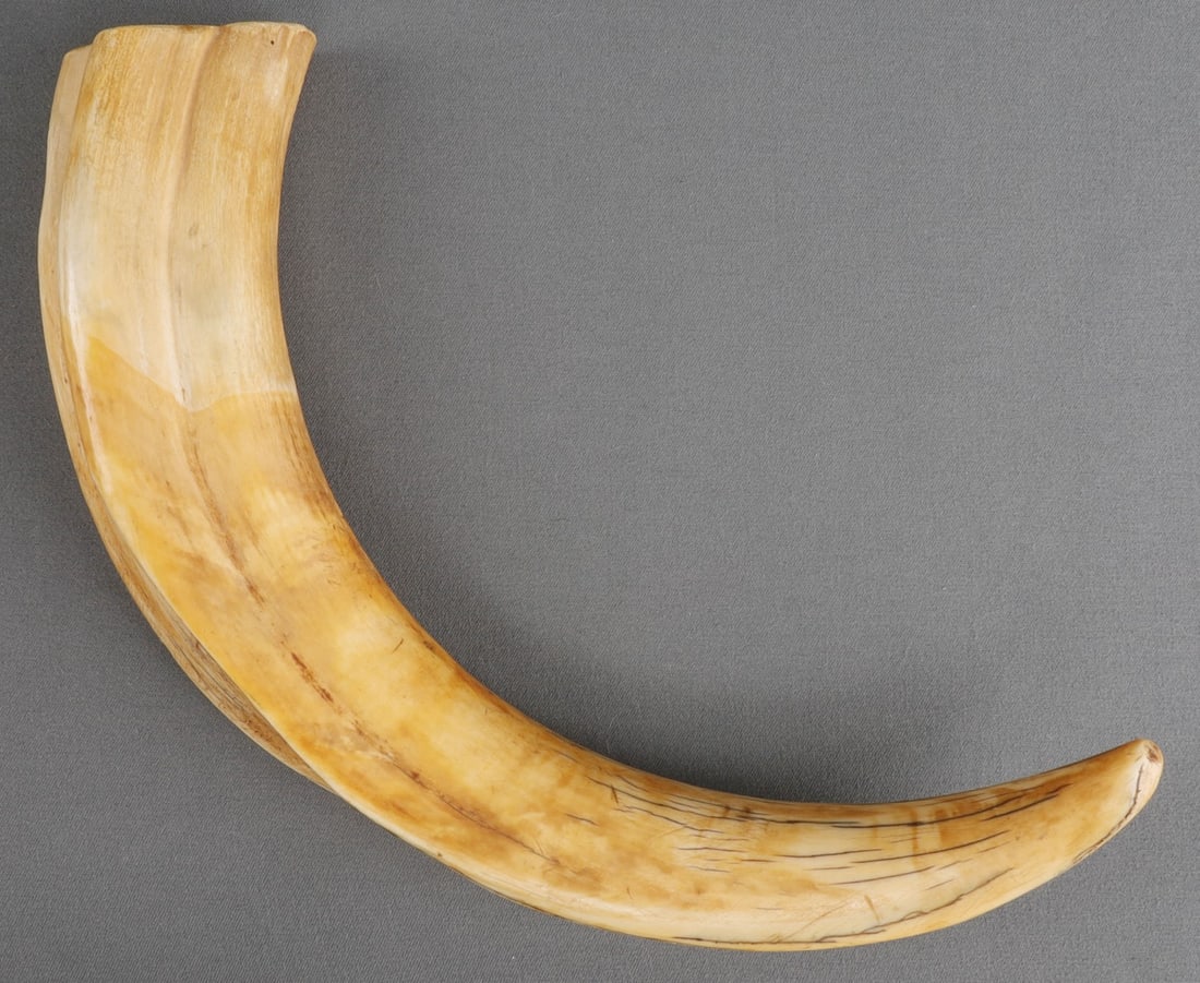 12 INCH ANTIQUE IVORY WARTHOG TUSK: 12 inches (along the curve.) Know your local laws prior to bidding.