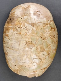 UNKNOWN FOSSILIZED TORTOISE SHELL