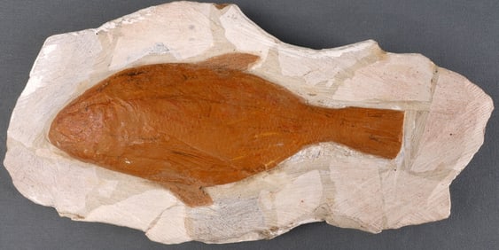 UNKNOWN TYPE OF FISH FOSSIL