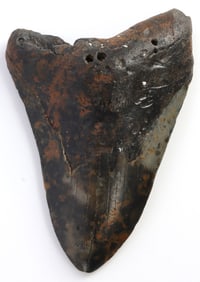5.5 INCH MEGALODON GIANT SHARK TOOTH FOSSIL