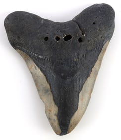 5.1 INCH MEGALODON GIANT SHARK TOOTH FOSSIL