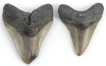 LOT OF 2 MEGALODON GIANT SHARK TOOTH FOSSILS