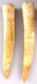 PAIR OF RAW WALRUS TUSK