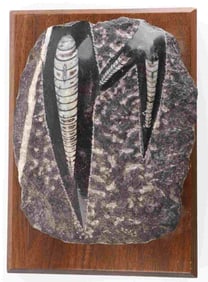 ORTHOCERAS FOSSIL PLATE 5 X 4 INCHES