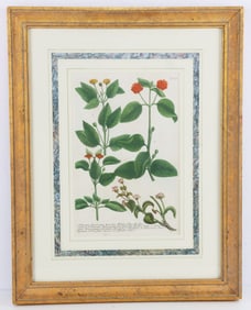 JOHANN WILHELM WEINMANN SPINOSUM BOTANICAL PRINT