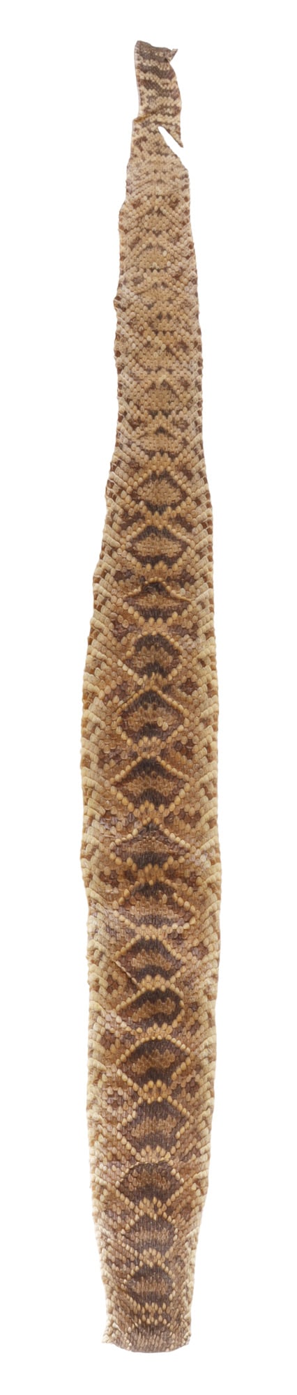 50 INCH FLORIDA DIAMONDBACK RATTLESNAKE SKIN: No rattle, small tear at tail, otherwise good and original.