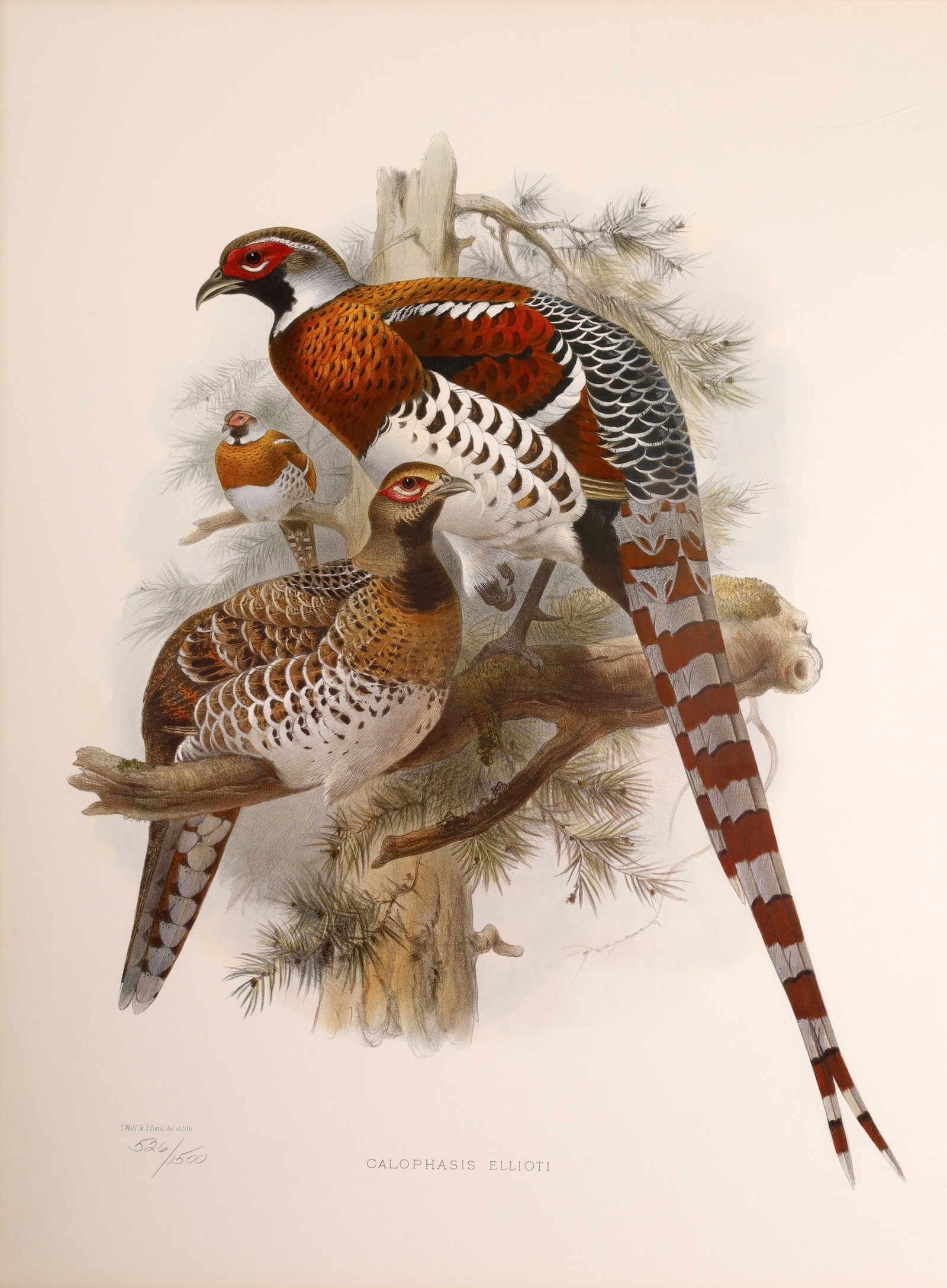 Elliot's Pheasant Lithographic Art Print: A lithographic art print of Elliot's pheasants, showing three iterations of the bird: an adult male, an adult female, and a juvenile. The use of the scientific name "Phasianus Ellioti" speaks to an ea