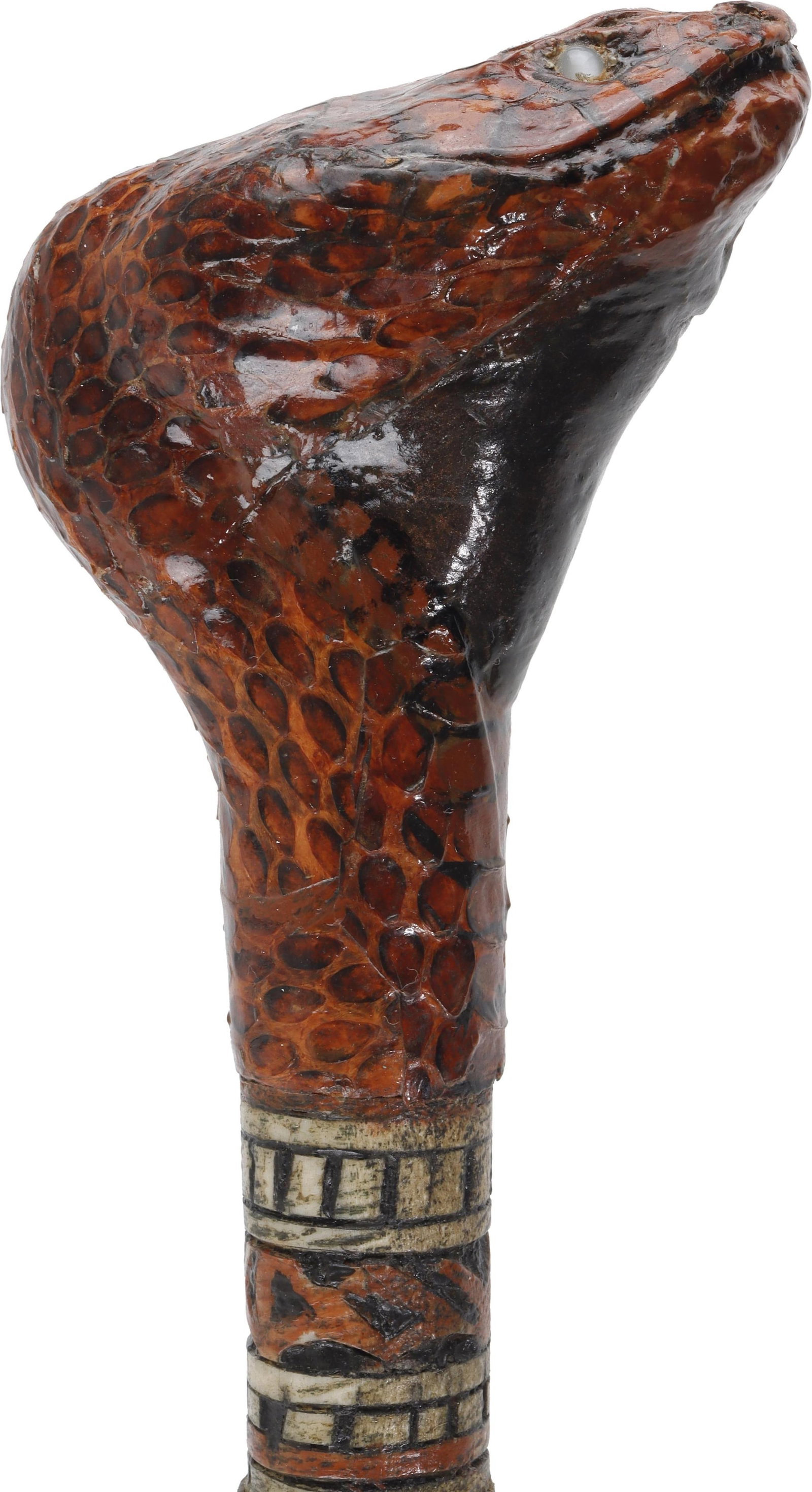 Taxidermy Cottonmouth Sword Cane (1 of 10)
