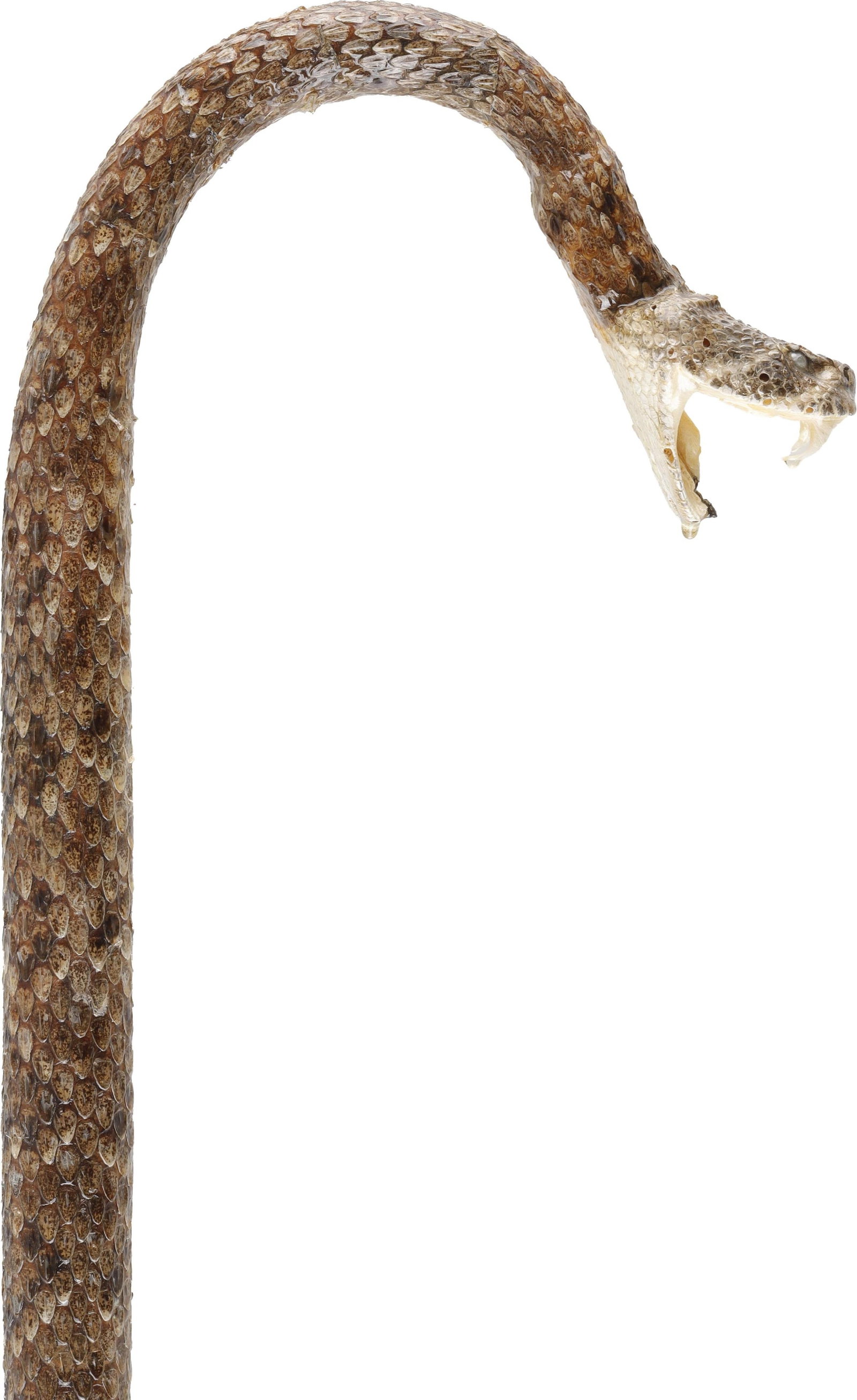 Taxidermy Diamondback Rattlesnake Walking Cane (1 of 7)