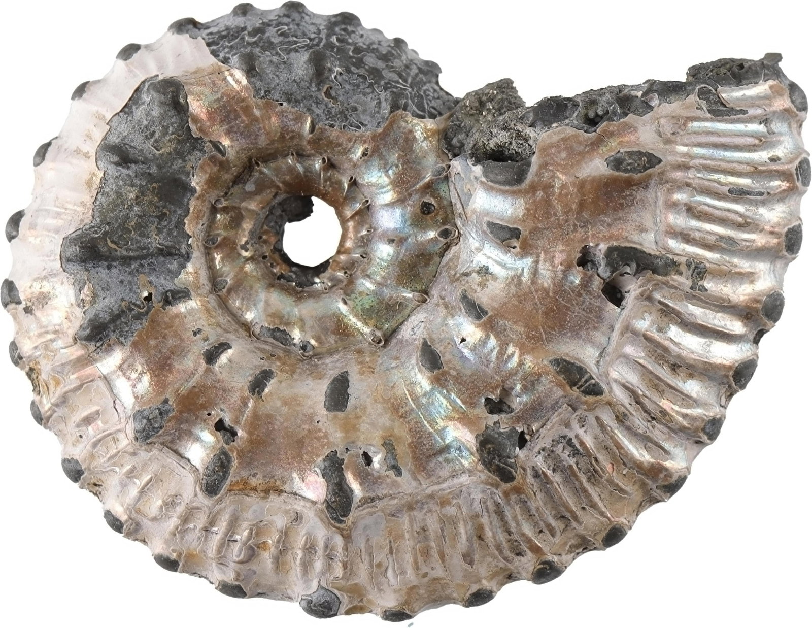 Pyritized Ammonite Fossil Jurassic Period (1 of 3)