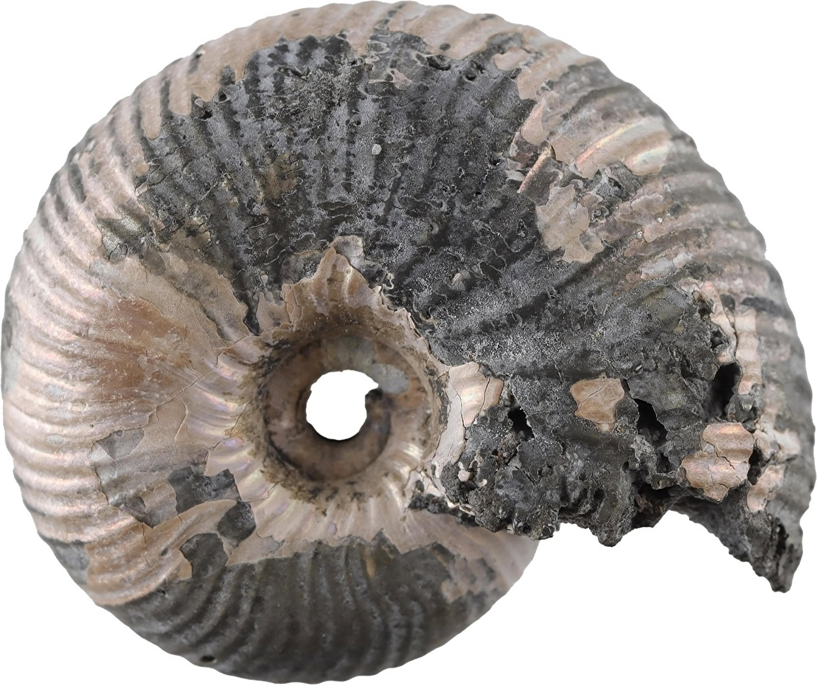 Pyritized Ammonite Fossil Jurassic Period (1 of 3)