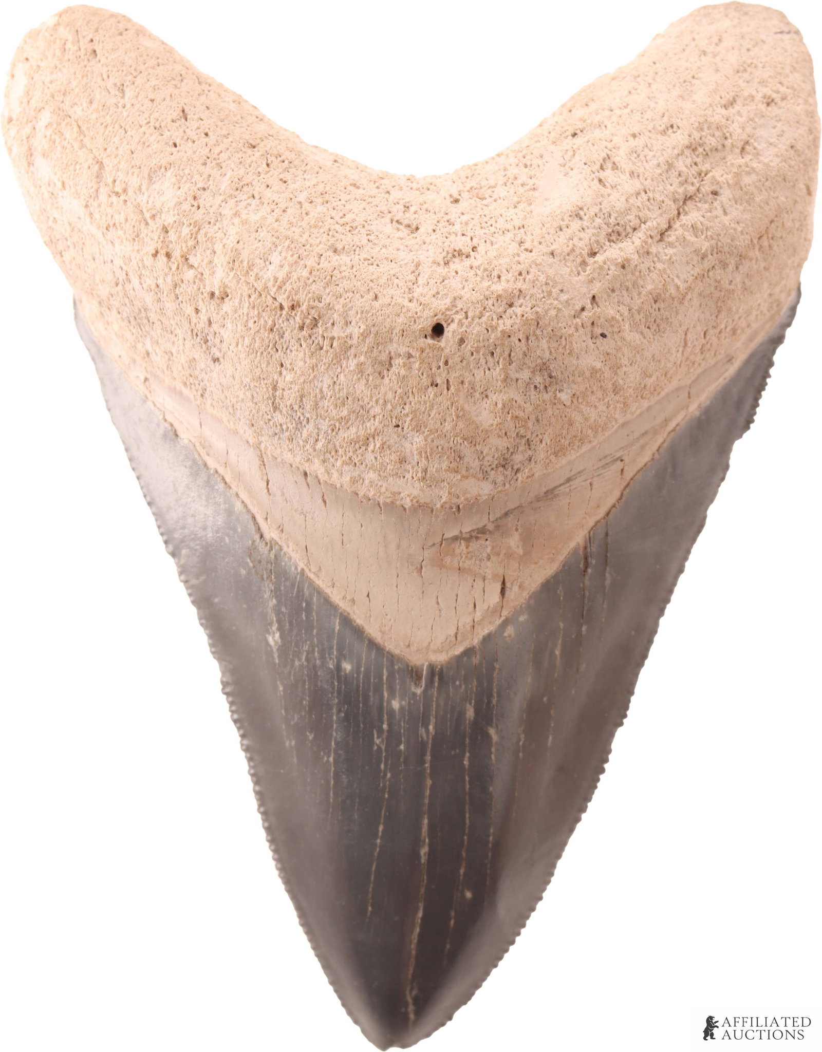 3.5 Inch Megalodon Shark Tooth Fossil (1 of 2)