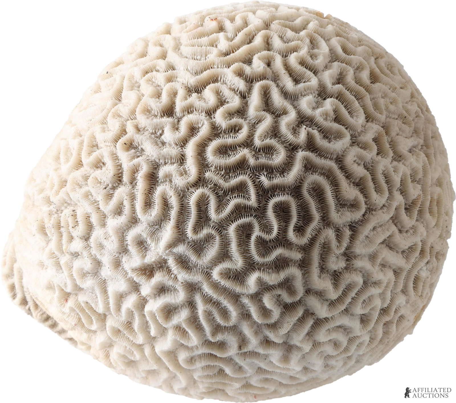 Natural White Brain Coral Specimen: A substantial white brain coral specimen, intact and. 7.5 inch diameter and 8 inch height.