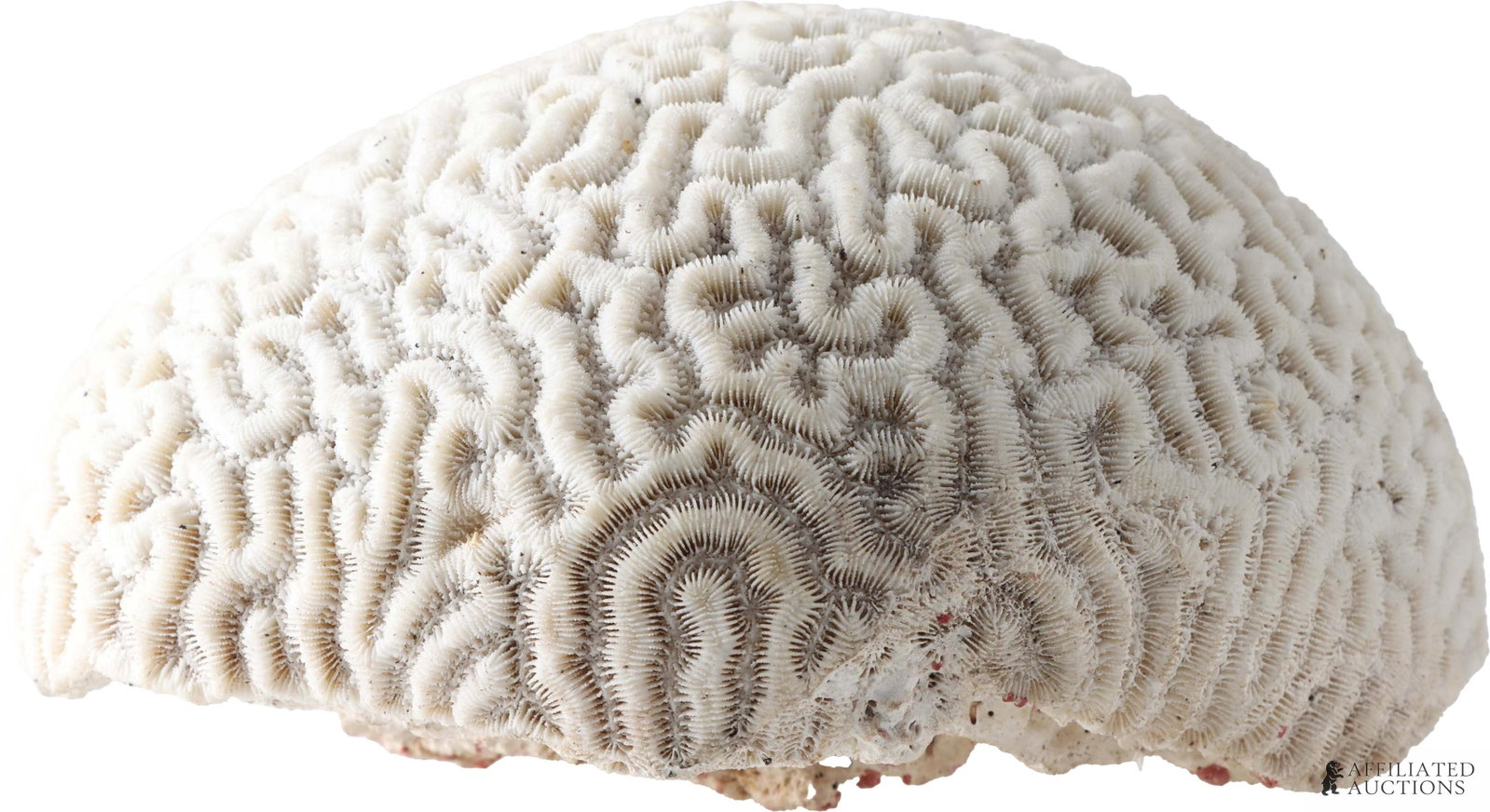 Natural White Brain Coral Specimen: A substantial white brain coral specimen, intact and. 7.5 inch diameter and 3 inch height.