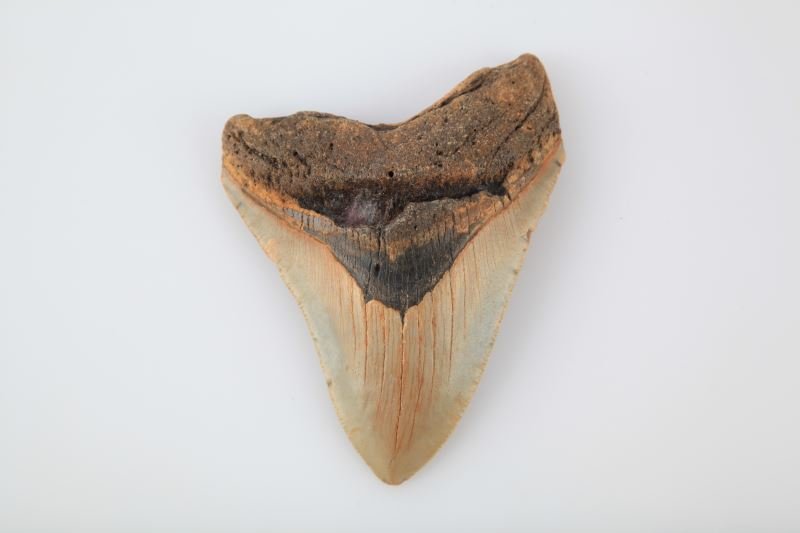 4 1/8 INCH MEGLADON FLORIDA SHARK TOOTH: Some dentin loss at gum line otherwise good.