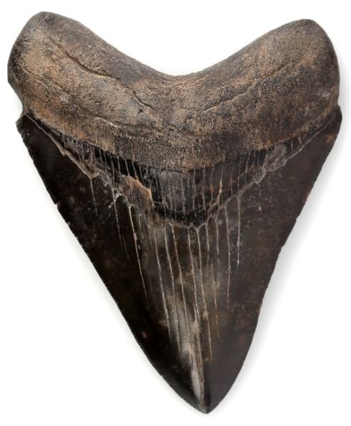 MEGALODON 4 INCH SHARK TOOTH SEWAUNEE RIVER FL: Nice serrations and complete and free of repairs, slight old and patinated loss at the gum line about 3mm.