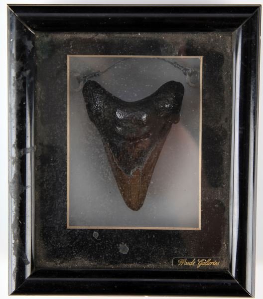 3.5 INCH FLORIDA FOUND MEGLADON SHARK TOOTH: Rubber cemented inside display case, about very good with dentin loss about 30 percent.