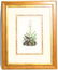AUDUBON 1ST EDITION 1840 OCTAVO TAWNY THRUSH LITHO - 2