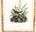AUDUBON 1ST EDITION 1840 OCTAVO TAWNY THRUSH LITHO - 3