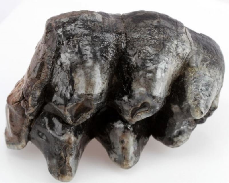 SANTA FE RIVER FLORIDA FIVE HUMP MASTODON TOOTH: Extent of tooth is three the sixth hump is missing, clear water white sand patina, atypical to Santa Fe River, measures five inches.