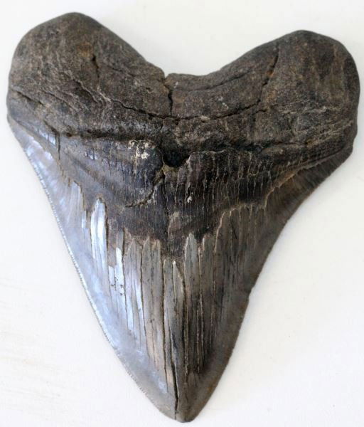 MASSIVE 6 INCH MEGLADON SHARKS TOOTH: Nice serration's about 90%, good tip some dentin loss at gum line.