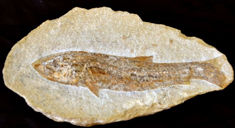 PALEOZOIC FISH FOSSIL ON LIMESTONE 9 INCHES: Paleozoic fish fossil on limestone. Oval shaped plate measures 9 inches, fish measures about 8 inches. Small surface crack to center right bottom. Overall very good condition.