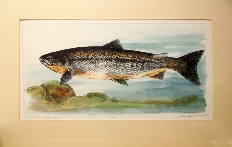 ALAN JAMES ROBINSON ATLANTIC SALMON COLORED LITHO: Alan James Robinson (American, b. 1950) colored lithograph signed and dated to1982. The work is titled Atlantic Salmon and depicts just that. The work has a horizontal orientation and uses primarily c