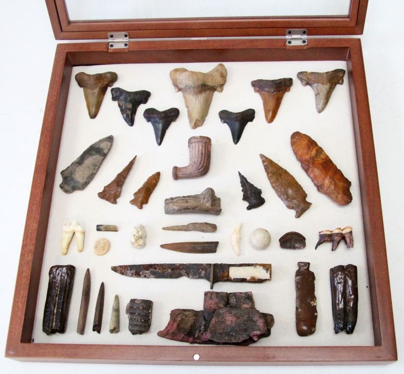 CHIPOLA RIVER FLORIDA FRAME OF ARROWHEADS & FOSSIL: Sharks teeth ranging in size from two inches to just under four, Bolen plain and beveled arrowheads three of which are quite nice, horse teeth, Manatee and other fossils either a clay marble or Confed