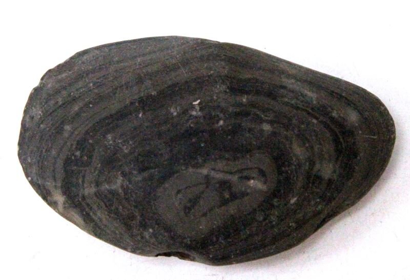 WINGED BANDED SLATE BANNERSTONE NATIVE AMERICAN: Winged Bannerstone made from banded slate . Bannerstones where possibly used on the end of spears, but this is currently debated. The item is late Archaic or Early Woodlands. The item has some scratch