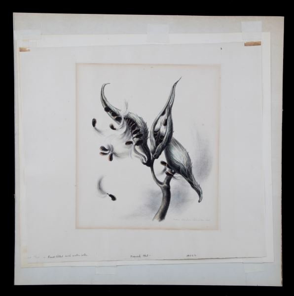 COTTON POD BY VICTORIA E H HUNTLEY 1935 SIGNED: Victoria Ebbles Huston Huntley (1900-1971) was an American artist, whose work is now featured in museums such as the Metropolitan Museum of Art, Fine Arts Museum of San Francisco and the Pennsylvania 