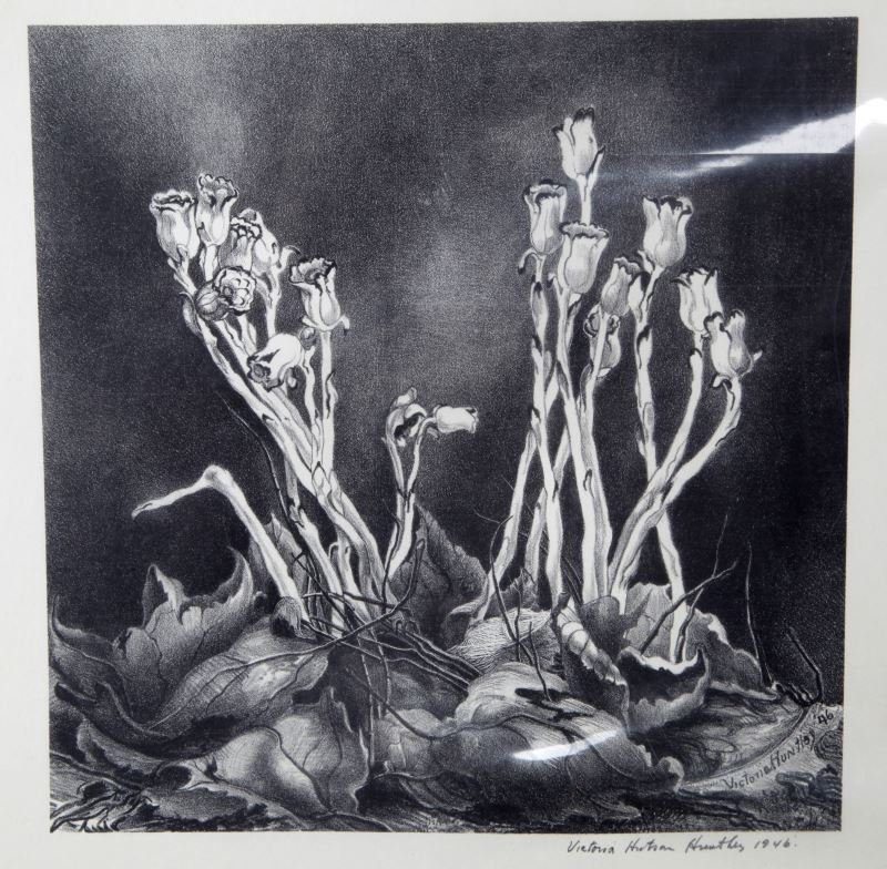 INDIAN PIPES HEPATICAS VICTORIA H HUNTLEY LITHO: Titled "Indian Pipes" this work is signed and dated by Victoria H Huntley. The work is dated to 1946. Victoria Ebbles Huston Huntley (1900-1971) was an American artist, whose work is now featured in m