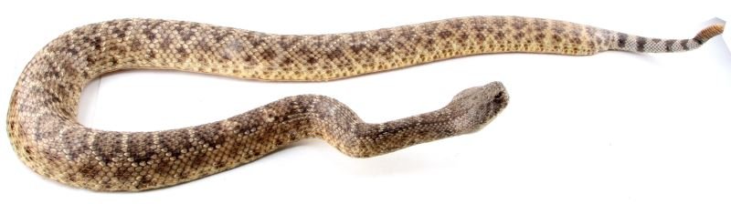 84 INCH TEXAS DIAMONDBACK RATTLESNAKE TAXIDERMY: Large 7 foot long Texas Diamondback Rattlesnake. This figure is in a folded "u" shape". The rattle is intact. Item is in very good condition. Third party shipping required. This item has a reserve.