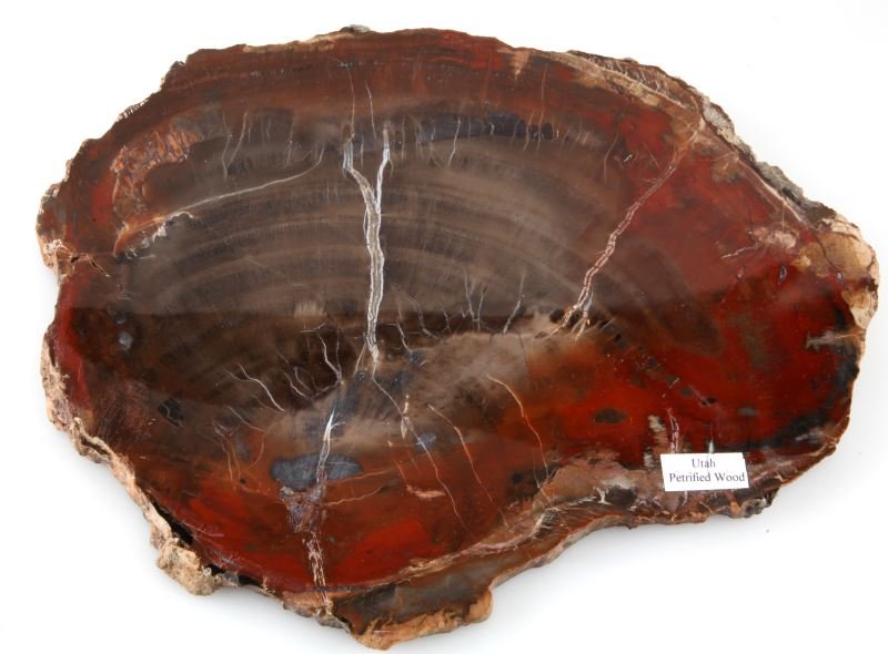 UTAH PETRIFIED WOOD SLAB TRIVET SANDED & POLISHED: Nice petrified wood slab from Utah. Red, brown, and grey color. Measures 10 by 7.5 inches and .75 inch thick. Very good condition. Information on back.