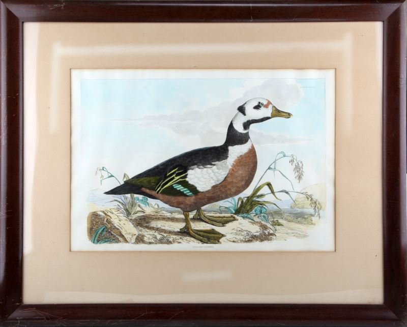 P J SELBY HAND COLORED ENGRAVING STELLERS POCHARD (1 of 3)