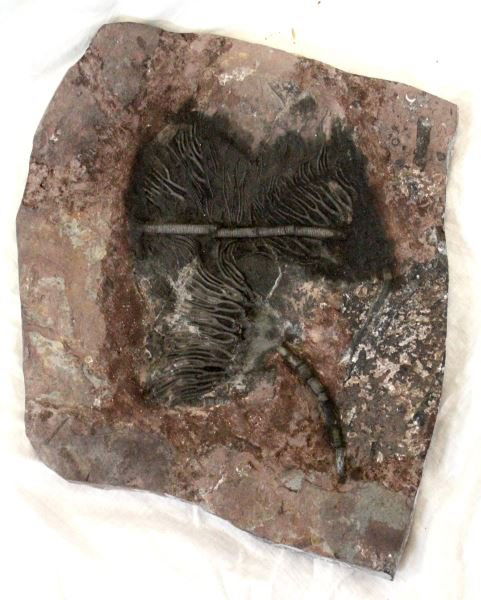 LARGE PALEOZOIC CRINOID FOSSIL 11 BY 10.5 INCHES (1 of 3)