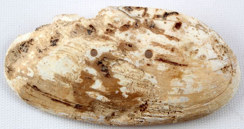 WOODLAND PERIOD MUSSEL SHELL GORGET PENDANT: Woodland Mussel shell gorget, measures almost 5 inches long. Two perforations for hanging on chest. Some loss to top left side. Overall good condition.