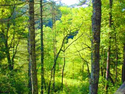 LAND 4.4 ACRES ELLIJAY GEORGIA DOUBLE EAGLE PRESER: 4.4 Acres 300 foot frontage on Gibson Creek Secluded Entry This Lot has topographical features that allow for either a large, one-story home on a level portion of the property, or a three-story home