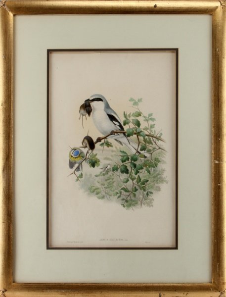 J GOULD & H.C. RICHTER LANIUS EXCUBITOR PRINT: Vintage 20th century print after J Gould and H.C. Richter's original ornithological series. The handcolored print is titled "Lanius Excubitor". Minor foxing, but overall very good condition. The frame