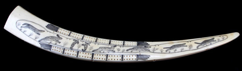 ANTIQUE WALRUS TUSK SCRIMSHAW CRIBBAGE BOARD: Superb craftsmanship, Polar Bear , Rabbit, and seal imagery. Measures 21 inches, age patina, comes with appraisal over 100 years old.