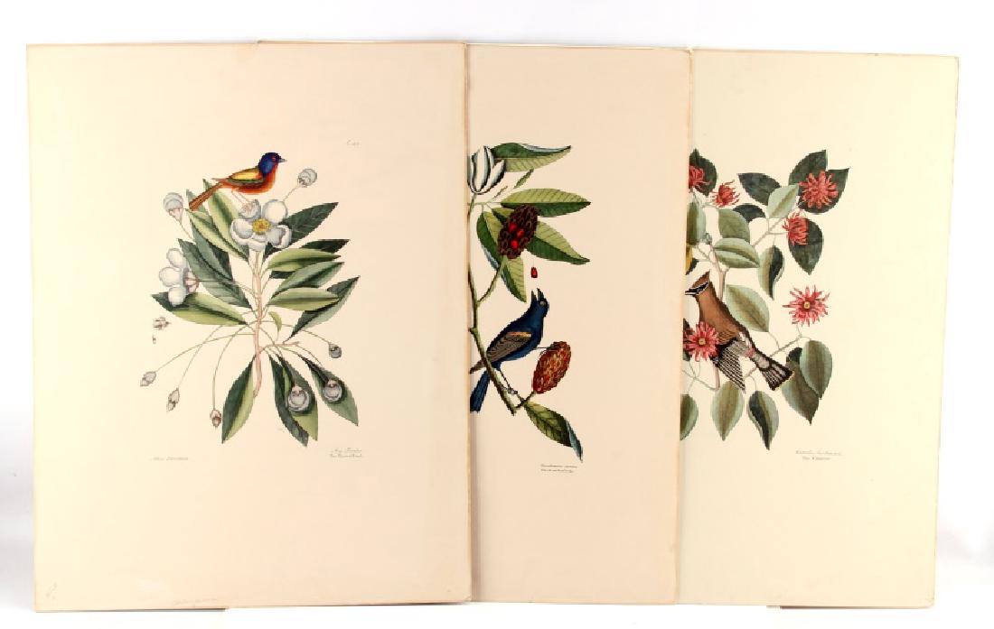 18TH CENTURY MARK CATESBY FLORIDA WILDLIFE PRINTS: Three Mark Catesby large format, high color, hand-inked, prints from the 1857 book "THE NATURAL HISTORY OF CAROLINA, FLORIDA, AND THE BAHAMA ISLANDS." The prints measure 24 inches by 18-1/2 inches. Th