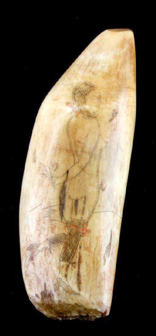SCRIMSHAW SPERM WHALE NUDE AND WHALER SHIP: 6.5" high scrimshaw sperm whale tooth. Rough base. Obverse scrimshawed with American ship, reverse with a nude woman in stockings. Overall in very good condition. Item is over 100 years old and includ
