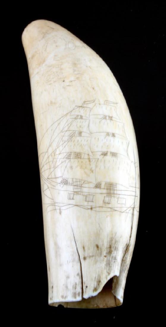 SCRIMSHAW WHALING SHIP AND SAILBOAT WHALE TOOTH: 6.25" high scrimshaw sperm whale tooth. Smooth base, some chips and splits from base through scrimshaw with medium patina. Obverse has a whaling vessel, reverse has incomplete sailboat scene. Overall 