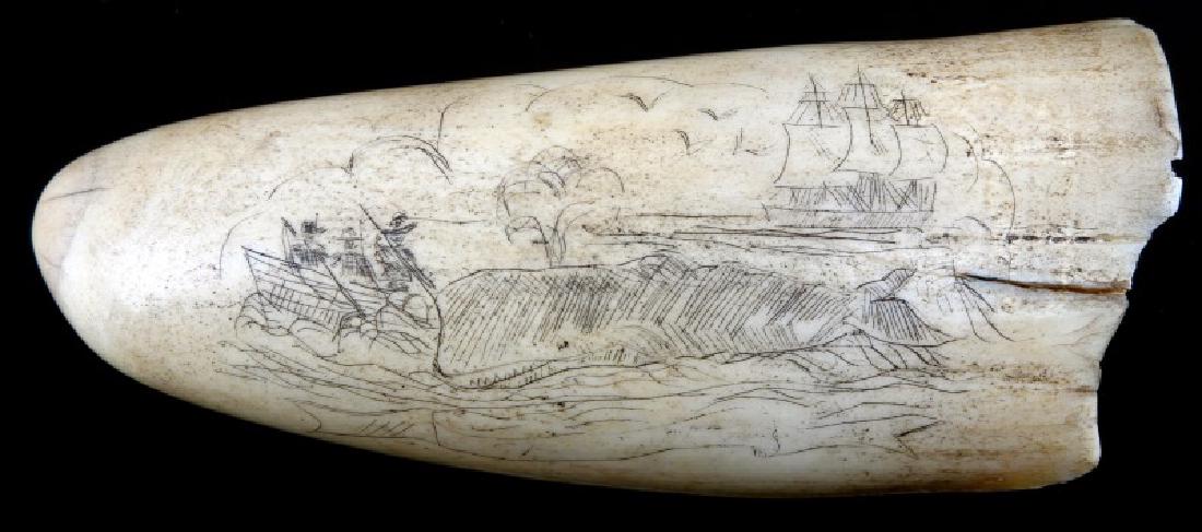 SCRIMSHAW WHALING AND FEDERAL EAGLE WHALE TOOTH: 4" high scrimshaw sperm whale tooth. Smoothed base, heavily chipped. Decorated with whale boat and sperm whale with whaling ship in background. Reverse has Federal Eagle. Overall in very good conditio
