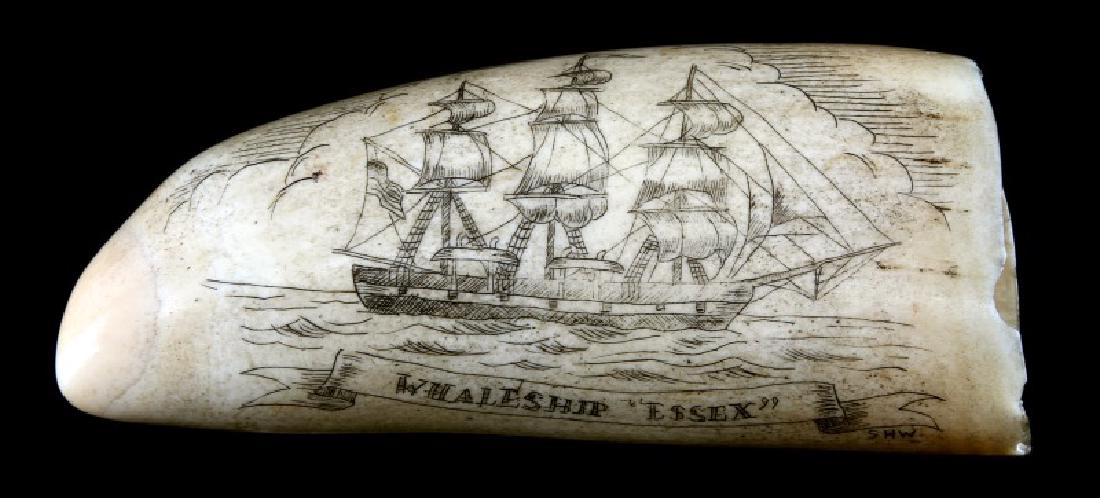 SCRIMSHAW ESSEX WHALE ATTACKING SHIP SIGNED SHW: 375" high scrimshaw sperm whale tooth. Smooth, natural base. Decorated with whaling ship and marked "WHALESHIP ESSEX" reverse says "A whale rams the Essex, November 20, 1820" and shows the scene. Over