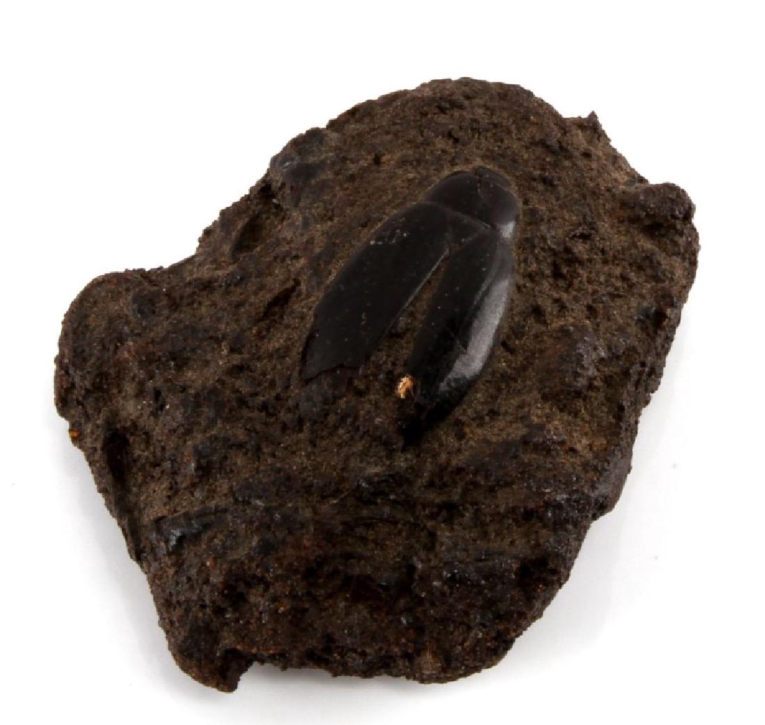 FOSSILIZED BEETLE ARTIFACT IN SEDIMENTARY ROCK: Florida natural artifact fossilized beetle in sedimentary rock. Beetle measures 1.3'' long rock measures 2.6'' long at longest point. Item is in good condition with no corrosion or other detraction.
