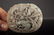 Antique Jade Dragon Openwork, Chinese - 4