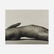 Robert Mapplethorpe, Christopher Holly