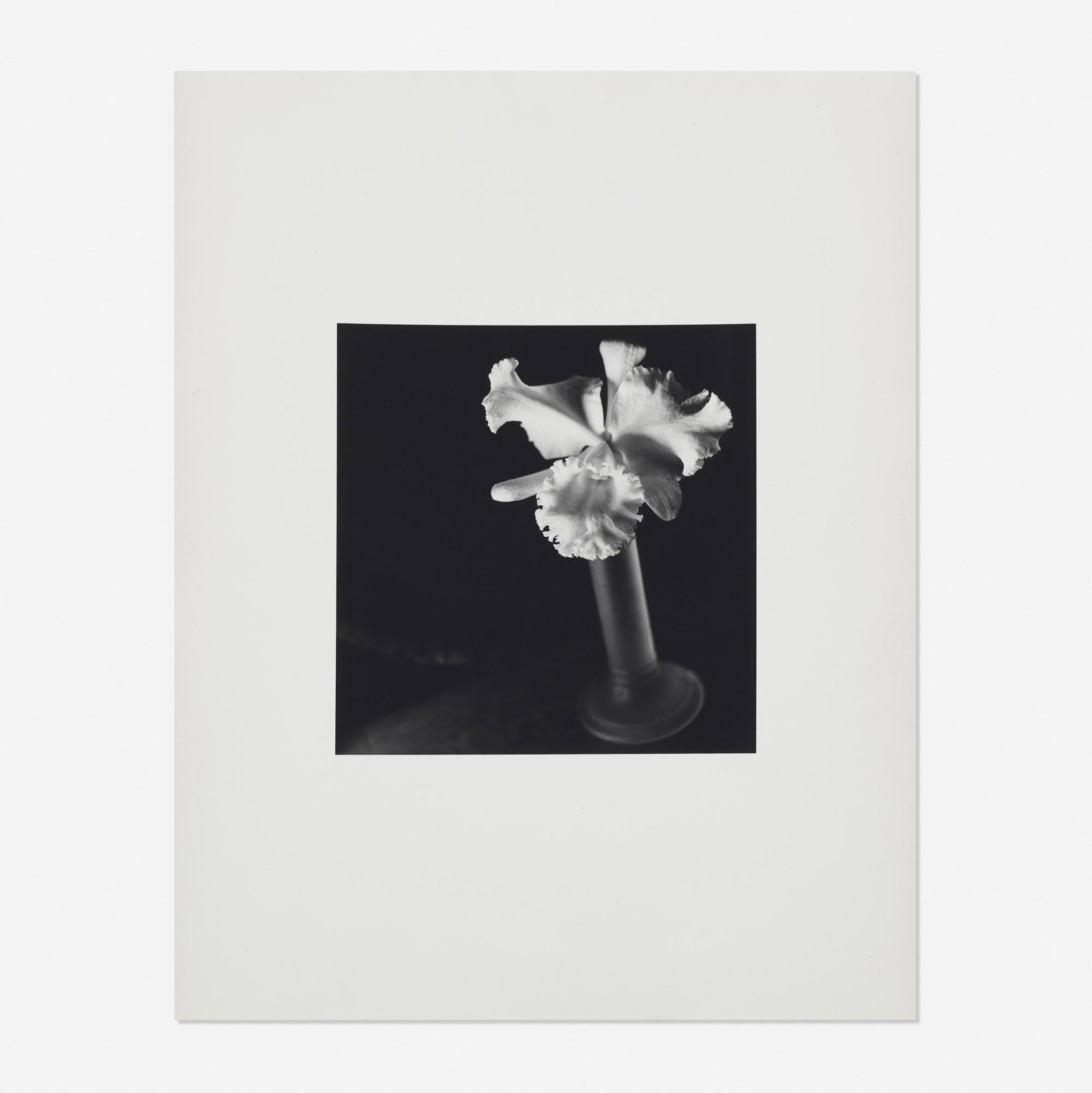 John Dugdale, Maddenlake Orchid: John Dugdale Maddenlake Orchid 1988 gelatin silver print 4.5 h × 4.5 w in (11 × 11 cm) Sheet measures: 10 h x 8 w inches. Signed, titled, dated and inscribed to verso 'John Dugdale