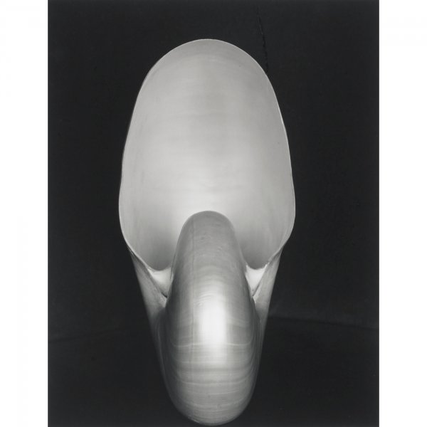 Edward Weston Nautilus: Edward Weston Nautilus USA, 1927/printed later gelatin silver print 9 h x 7 w inches Stamped studio signature to verso 'Negative by Edward Weston' and signed by Cole Weston. This work is a later impre