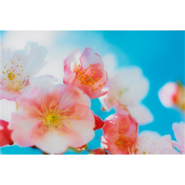 Mika Ninagawa MN-acid bloom-03-14-B2-1: Mika Ninagawa MN-acid bloom-03-14-B2-1 Japan, 2003 c-print mounted to Plexiglas 19.25 h x 28.5 w inches Signed, dated and numbered on artist's label to the verso 'Mika Ninagawa 2003 1/6'